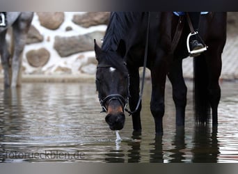 Saxony Anhaltiner, Mare, 19 years, 15,3 hh, Bay-Dark