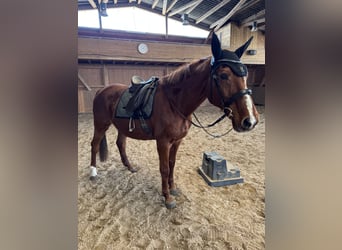 Saxony Anhaltiner, Mare, 25 years, 15.2 hh, Chestnut-Red