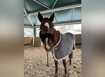 Saxony Anhaltiner, Mare, 25 years, 15,2 hh, Chestnut-Red