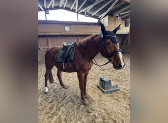 Saxony Anhaltiner, Mare, 25 years, 15,2 hh, Chestnut-Red