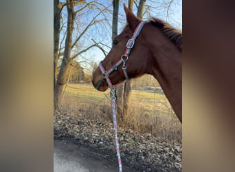 Saxony Anhaltiner, Mare, 25 years, 15,2 hh, Chestnut-Red