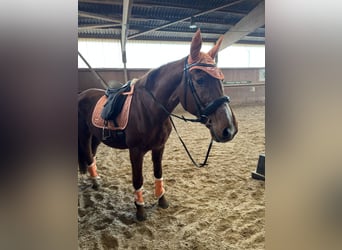 Saxony Anhaltiner, Mare, 25 years, 15,2 hh, Chestnut-Red