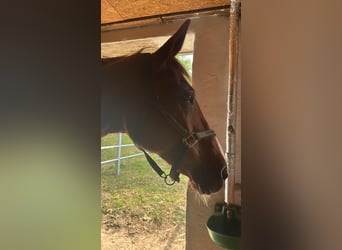 Saxony Anhaltiner, Mare, 25 years, 15,3 hh, Chestnut-Red