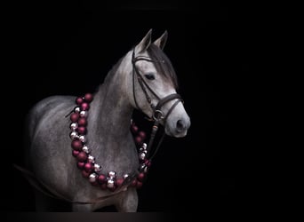 Saxony Anhaltiner, Mare, 4 years, 14.2 hh, Can be white