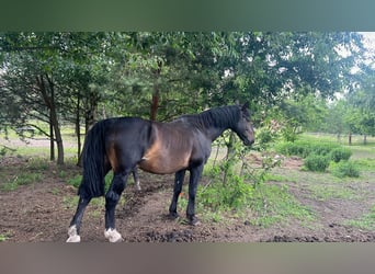 Schlesier, Hengst, 11 Jahre, 170 cm