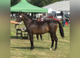 Schlesier, Hengst, 1 Jaar, 155 cm, Brauner