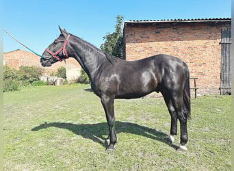 Schlesier, Hengst, 1 Jahr, 156 cm, Rappe