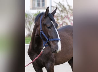 Schlesier, Hengst, 1 Jahr, Rappe