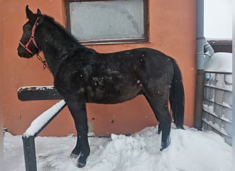 Schlesier, Hengst, 2 Jaar, 158 cm, Zwart