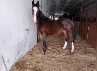 Schlesier, Hengst, 2 Jaar, 165 cm, Zwartbruin