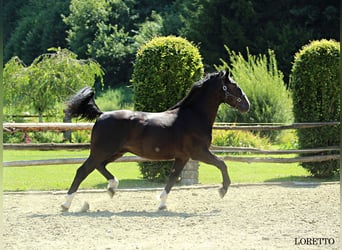 Schlesier, Hengst, 2 Jahre, 166 cm, Rappe