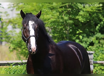 Schlesier, Hengst, 2 Jahre, 166 cm, Rappe