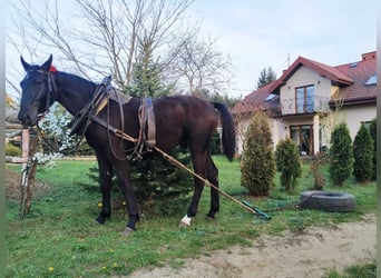 Schlesier, Hengst, 2 Jaar