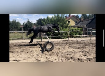 Schlesier, Hengst, 2 Jaar