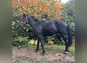 Schlesier, Hengst, 2 Jaar