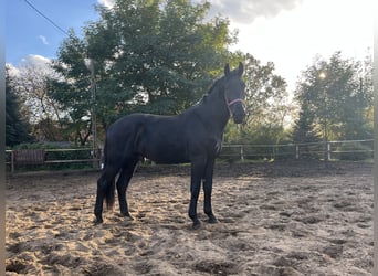 Schlesier, Hengst, 2 Jaar