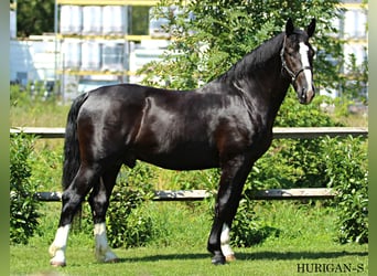 Schlesier, Hengst, 2 Jahre, 166 cm, Rappe