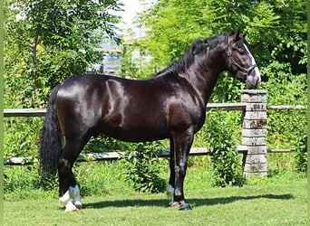 Schlesier, Hengst, 2 Jahre, 166 cm, Rappe