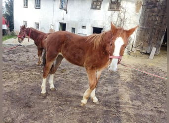 Schlesier, Hengst, 2 Jahre, Fuchs