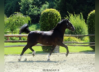 Schlesier, Hengst, 3 Jaar, 166 cm, Zwart