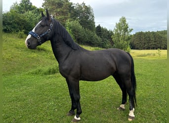 Schlesier, Hengst, 3 Jahre, 165 cm, Rappe