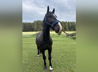 Schlesier, Hengst, 3 Jahre, 165 cm, Rappe