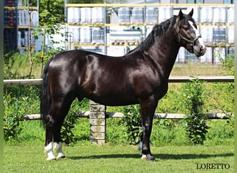 Schlesier, Hengst, 3 Jahre, 166 cm, Rappe