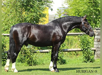 Schlesier, Hengst, 3 Jahre, 166 cm, Rappe