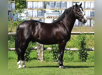 Schlesier, Hengst, 3 Jahre, 166 cm, Rappe