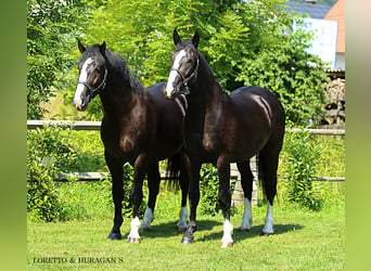 Schlesier, Hengst, 3 Jahre, 166 cm, Rappe