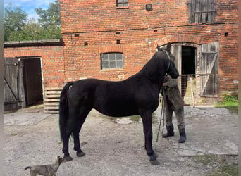 Schlesier Mix, Hengst, 4 Jahre, 172 cm, Rappe
