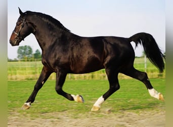 Schlesier, Hengst, 8 Jaar, 167 cm, Donkerbruin