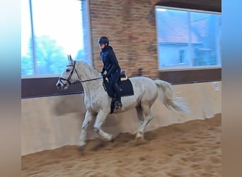 Schlesier, Merrie, 11 Jaar, 165 cm, Schimmel