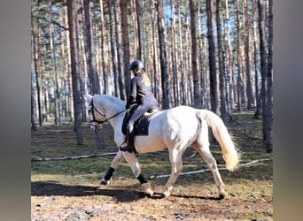 Schlesier, Merrie, 11 Jaar, 165 cm, Schimmel