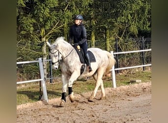 Schlesier, Merrie, 11 Jaar, 165 cm, Schimmel