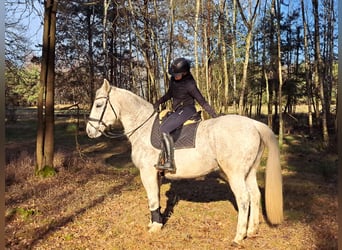 Schlesier, Merrie, 11 Jaar, 165 cm, Schimmel