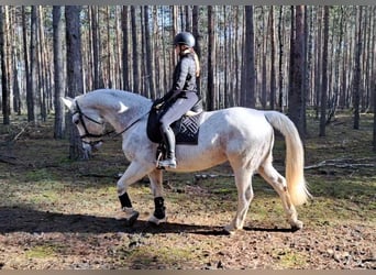 Schlesier, Merrie, 11 Jaar, 165 cm, Schimmel