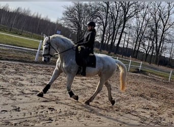 Schlesier, Merrie, 11 Jaar, 165 cm, Schimmel