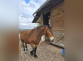 Schlesier, Merrie, 17 Jaar, 163 cm, Bruin