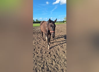 Schlesier, Merrie, 1 Jaar, 165 cm, Zwart