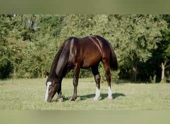 Schlesier, Merrie, 1 Jaar, Zwart