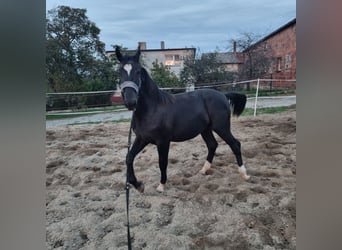 Schlesier, Merrie, 2 Jaar, 150 cm, Zwart