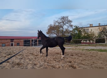 Schlesier, Merrie, 2 Jaar, 150 cm, Zwart