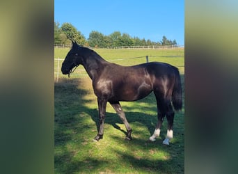 Schlesier, Merrie, 2 Jaar, 162 cm