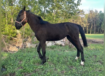 Schlesier, Merrie, 2 Jaar
