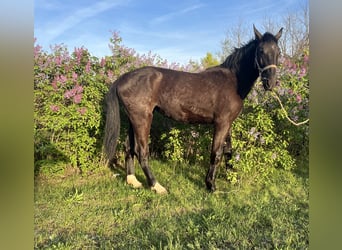 Schlesier, Merrie, 2 Jaar
