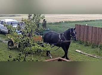 Schlesier, Merrie, 3 Jaar, 163 cm, Zwart