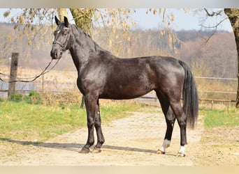 Schlesier, Merrie, 3 Jaar, 168 cm, Zwart