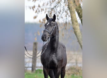 Schlesier, Merrie, 3 Jaar, 168 cm, Zwart