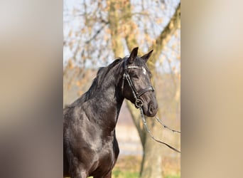 Schlesier, Merrie, 3 Jaar, 168 cm, Zwart